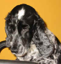 ketti.jpg (31477 byte)