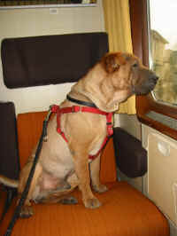 michele.jpg (63323 byte)