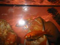 pesci.jpg (40281 byte)